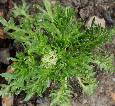 Maca Erboristeria Lettig Natur