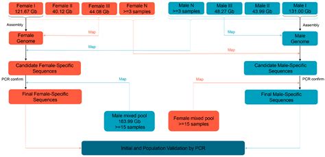 Ijms Free Full Text Identification Of Sex Specific Markers And