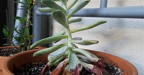 Need Help Identifying This Succulent So I Can Post It On R Plantclinic