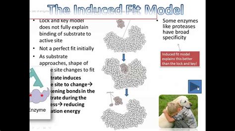 Enzyme Induced Fit