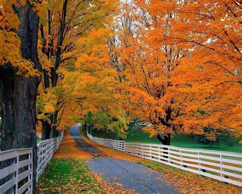 Fall Foliage Wallpapers For Desktop Wallpaper Cave