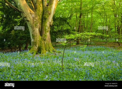 Bluebell Woods Uk Hi Res Stock Photography And Images Alamy