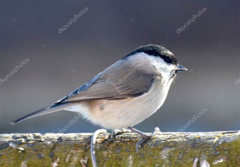 En la naturaleza en una rama se sienta un pájaro Poecile palustris