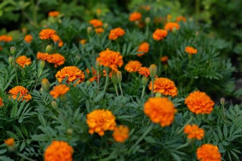 Premium Photo | Orange marigold flowers in the garden