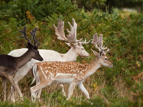 Fallow Deer 00 August 10 By Mszafran On Deviantart