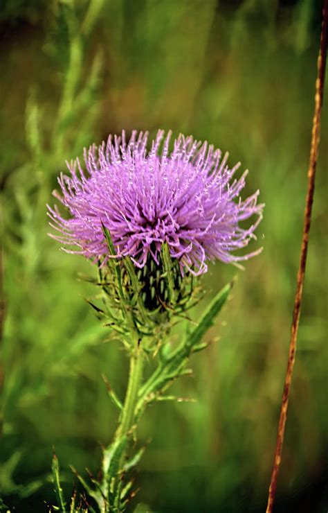 Cirsium Flower Photograph By Bonfire Photography Pixels