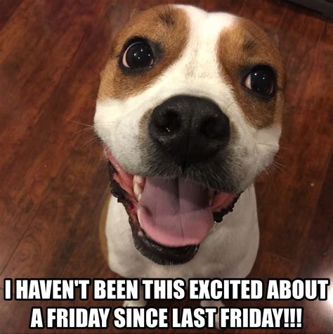 Friday's are my favorite! #chewslife #memes #dogmemes #dogs #dogslife # ...