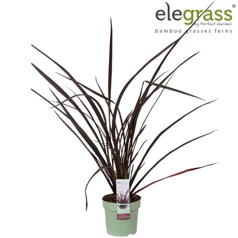 Phormium Tenax Rubra Nana — Plant Wholesale Floraccess