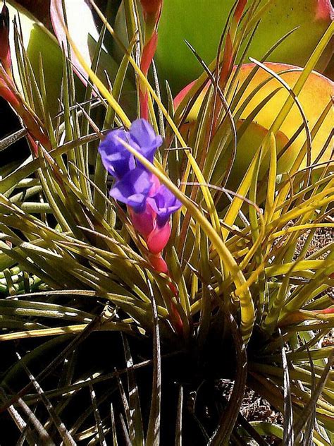 Plantfiles Pictures Tillandsia Bromeliad Species Air Plant Tillandsia Tenuifolia By Palmbob