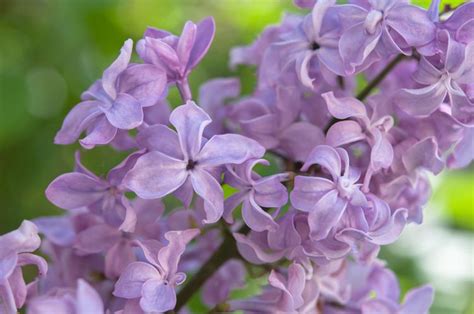 How To Grow And Care Common Lilac Syringa Vulgaris