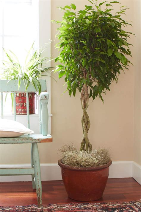 Tall Indoor Plants With Big Leaves The Architecture Designs