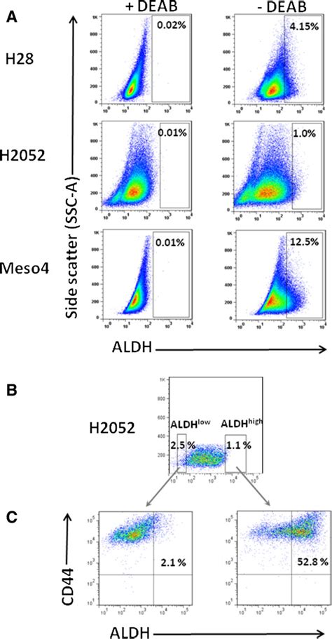 Detection Of Aldh Activity And Aldhhighcd44 Cells Within The Aldhhigh Download Scientific