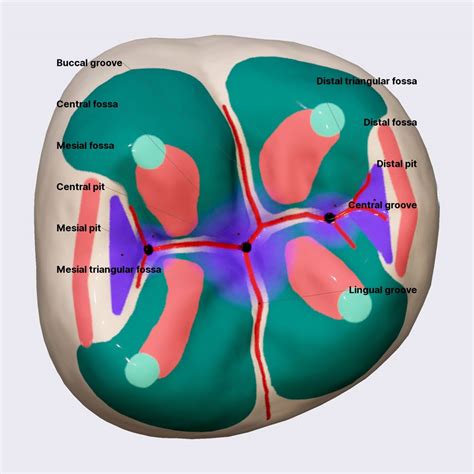 Second mandibular molar (part 3) | Anatomy.app
