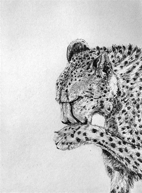 Cheetah Running Sketch at PaintingValley.com | Explore collection of Cheetah Running Sketch