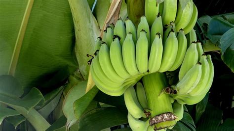 Semillas Valle Blog La Sigatoka Negra La Enfermedad Del Banano