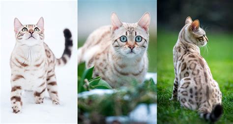 Snow Marble Bengal Cat