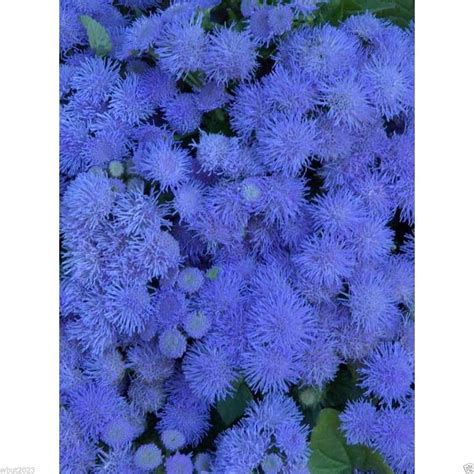 Flossflower Seeds Garden Ageratum Ageratum Mexicanum Blue Mink