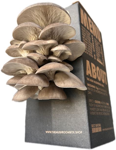 The Mushroom Box Grow Box Black Pearl Oyster Mushroom