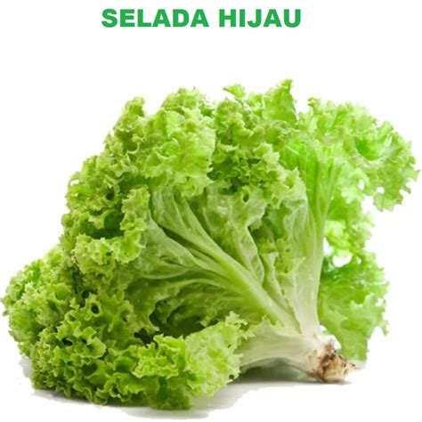 Selada Hijau Biji Bbit Seed Seeds Benih Selada Hijau Keriting Grand