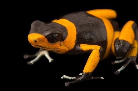 ANI101-00104 - Joel Sartore | Endangered animals, Poison frog, Animal ...