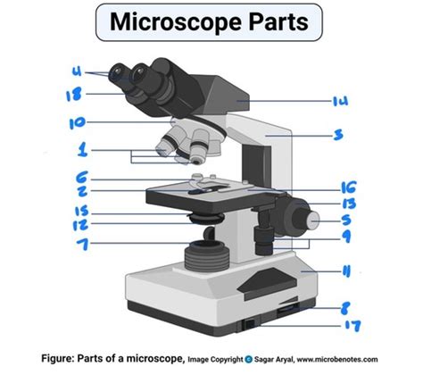 Microbiology Midterm Parts Of A Microscope Flashcards Quizlet