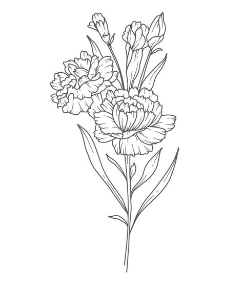 Carnation Line Art Carnation Flower Outline Illustration January