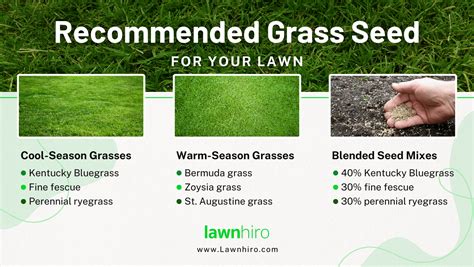 Overseeding Choosing The Right Grass Seed Lawnhiro Blog