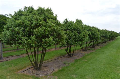 Multi Stem Trees Gallery Valley Plants