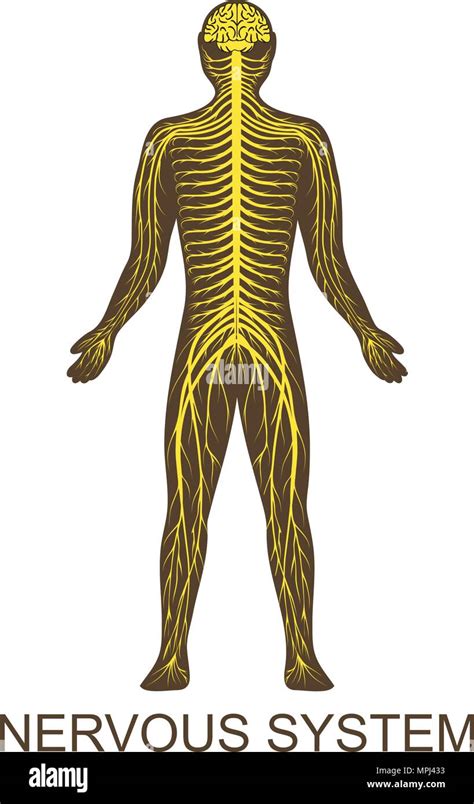 Human Nervous System Hi Res Stock Photography And Images Alamy