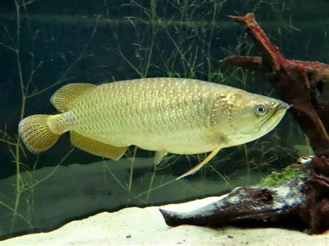 A Large Fish Swimming In An Aquarium Next To Some Plants And Rocks