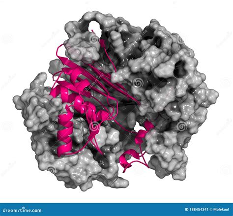 Gamma-glutamyltranspeptidase 1 (GGT 1, Gamma-GT, Gamma-glutamyl Transferase) Enzyme. Used As ...