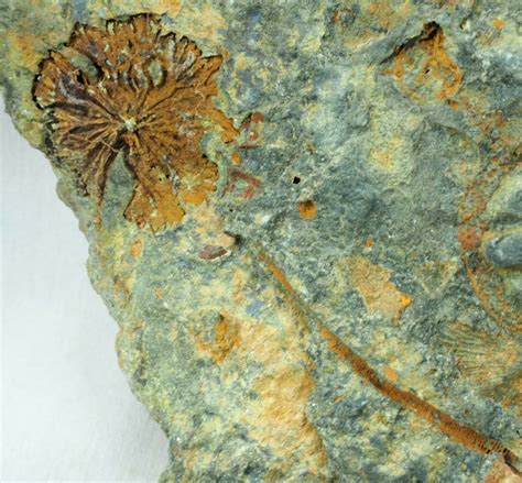 Ordovician Crinoid Fossil