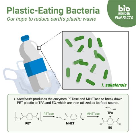 Plastic Eating Bacteria BioRender Science Templates