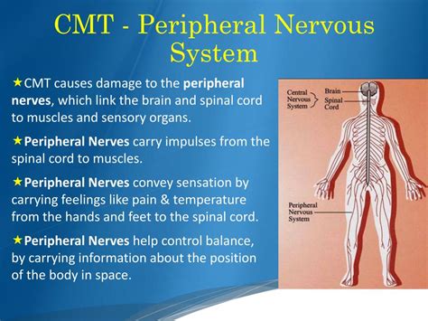 Ppt Charcot Marie Tooth Cmt Powerpoint Presentation Free Download