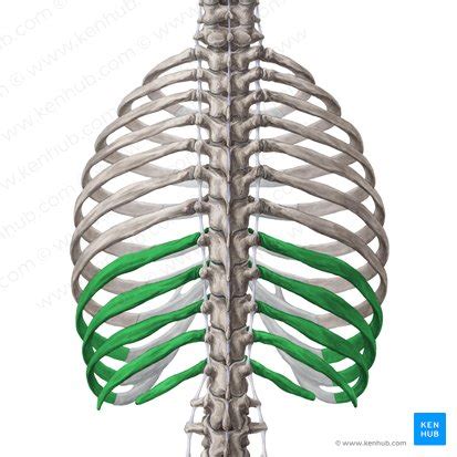 False ribs: anatomy and function | Kenhub