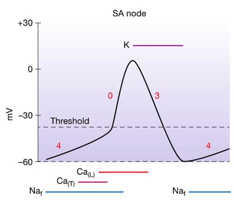 Phases Of Slow Response Action Potentials In Noncontractile Cardiac