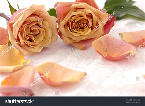 Close Up Lay Down Orange Rose With Petals Stock Photo 43441378