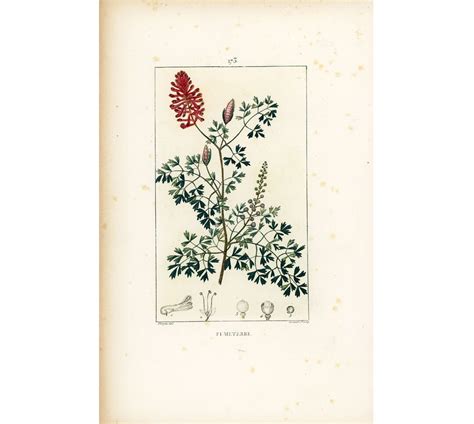 Fumeterre Officinale Fumaria Officinalis Botanical Board Ancient