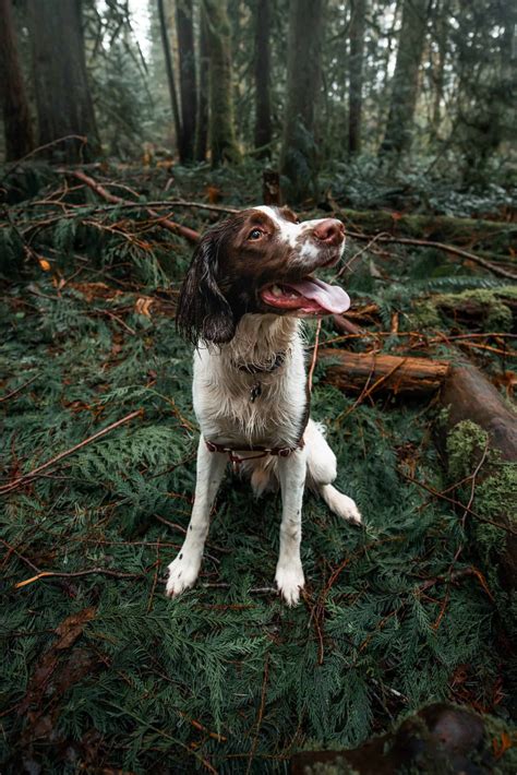 8 Of The Best Detection Dog Breeds | Black Hills K9