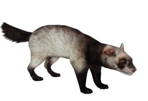 Ferret Clip Arts - Download free Ferret PNG Arts files.