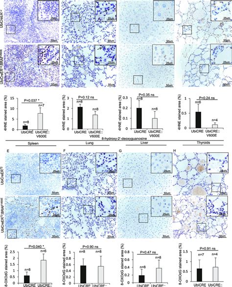 BRAF V600E Induction Results In ROS Generation In The Spleen But Not In