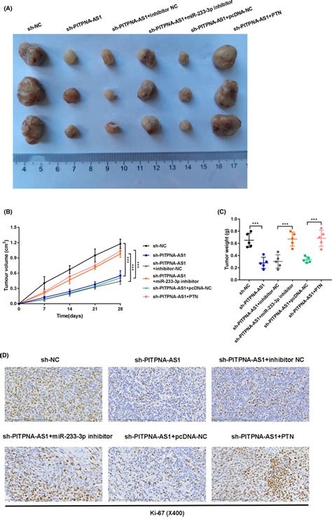 Pitpnaas Mir P Ptn Axis Regulated Tumor Growth In Vivo Groups