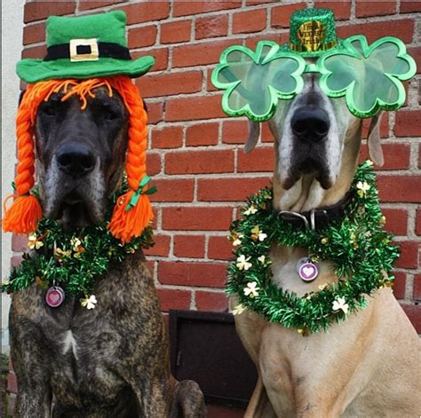 Puppies Saint Patrick S Day Wallpapers Wallpaper Cave