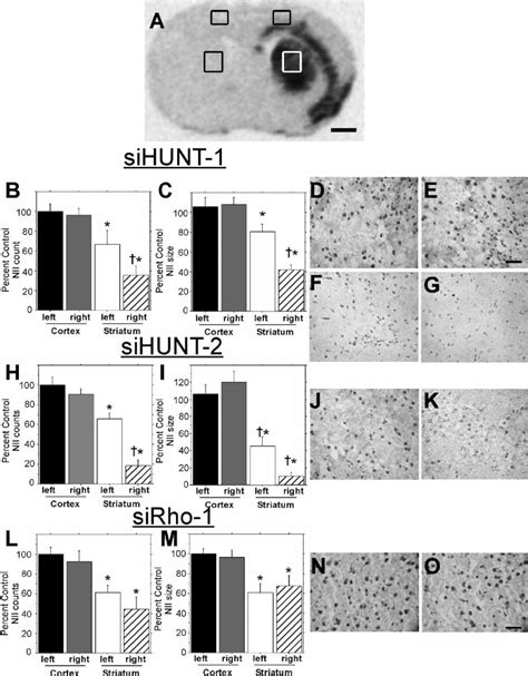 Analysis Of Mhtt Protein Aggregates After In Vivo Expression Of