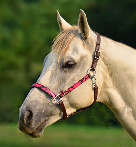 Adventures with Shyloh: two horse tack halter bridle giveaway