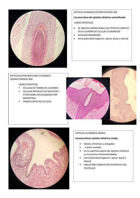 Laminas de histología KATHIA SELENE LUCANA GUACHALLA uDocz