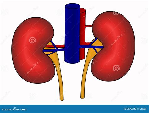 Diagram Of Human Kidneys Stock Illustration Illustration Of Artery