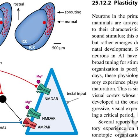 1 Konrad Lorenz followed by imprinted geese | Download Scientific Diagram