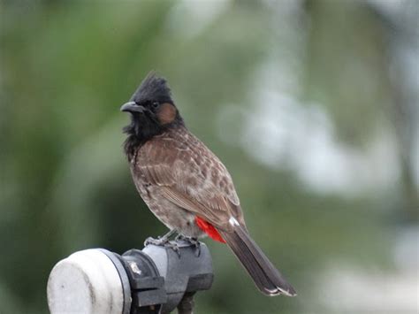 Red Vented Bulbul Project Noah