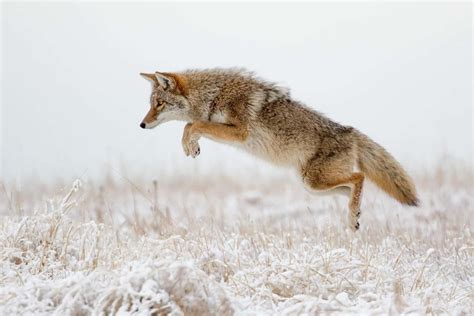 Download Jumping Wild Coyote Wallpaper | Wallpapers.com